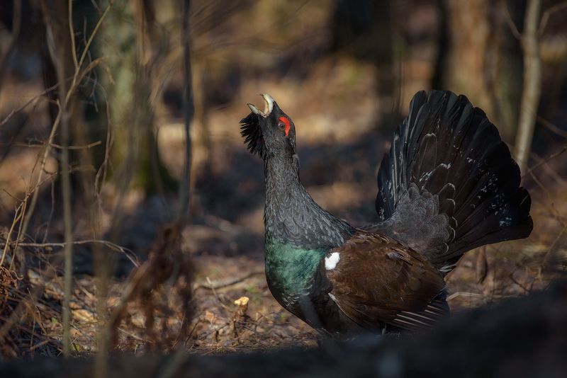 глухарь, лес, фотоохота, птицы, животные, bird, wildlife,bird, nature, ток, токование, capercaillie А не спеть ли мне песню о любви фото превью