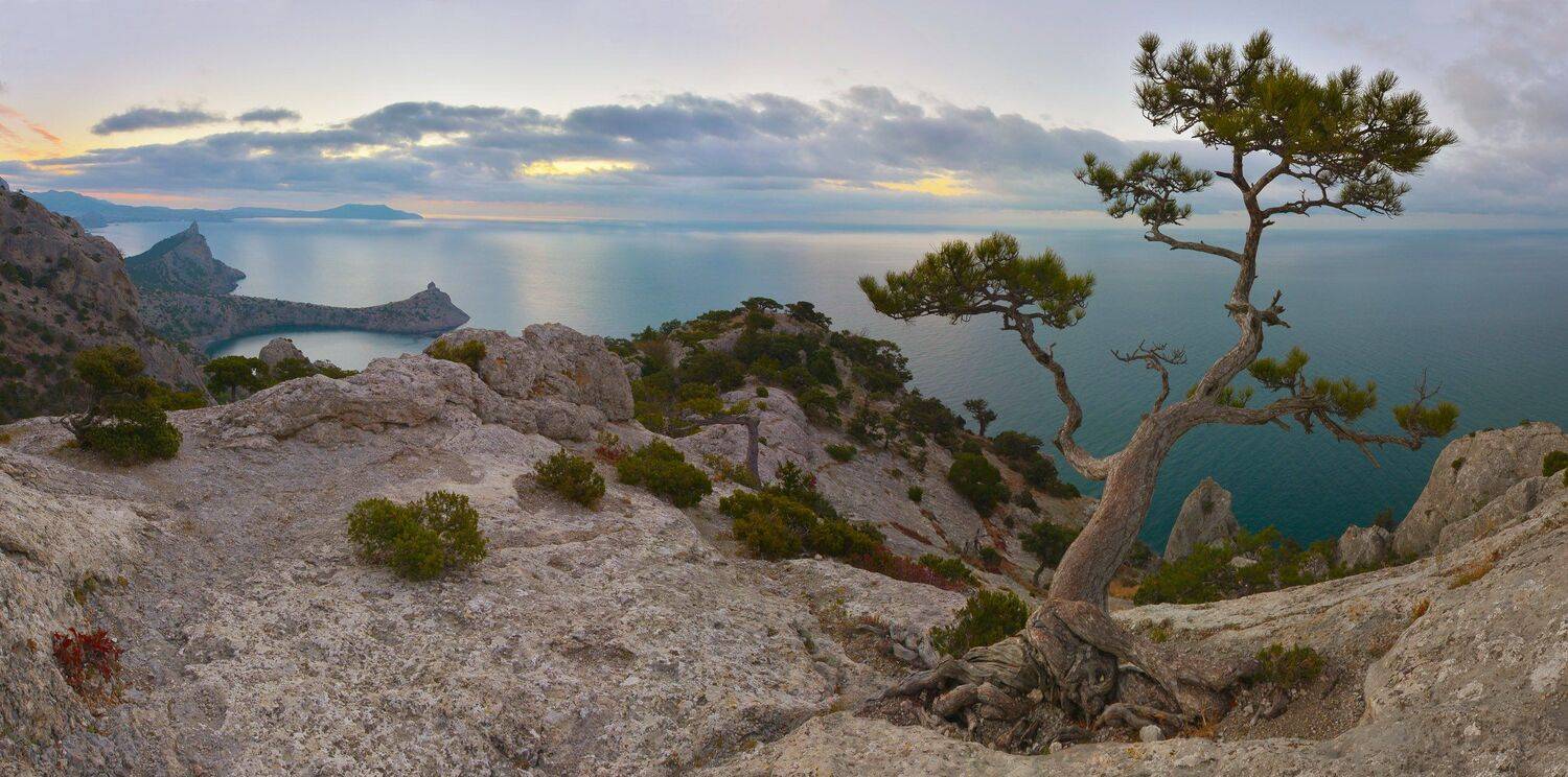 крым, новый свет, сосна \"рогатка\",рассвет, Сергей Седов