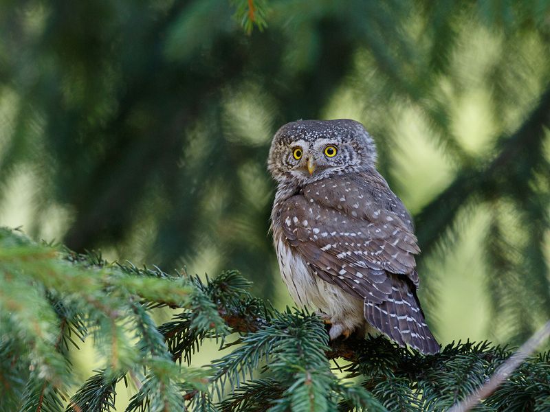 Весенний сычик фото превью
