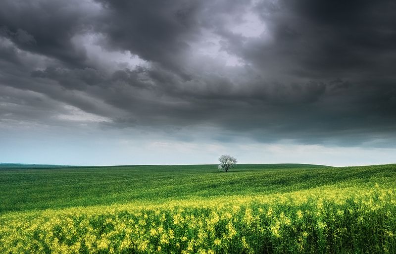 rape blossoms фото превью