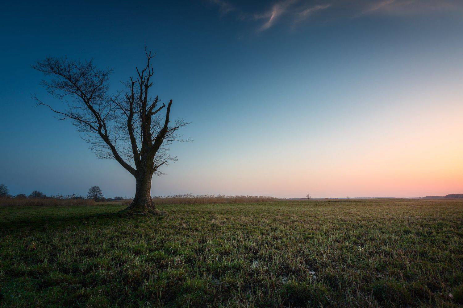 tree sky sunset light mood colors , Maciej Warchoł