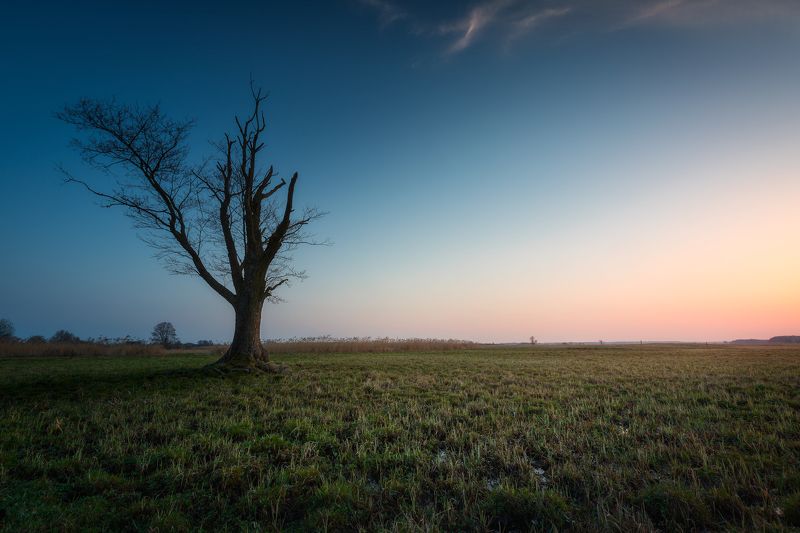 tree sky sunset light mood colors  My Old friend... фото превью