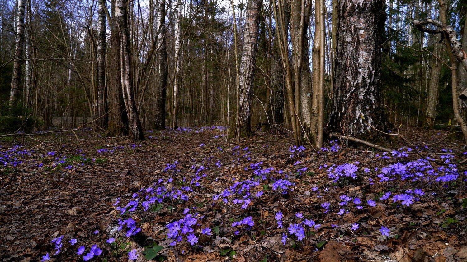 , Илья Бышнёв