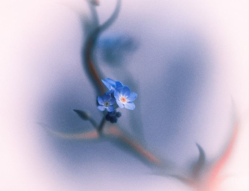 Forget-me-not фото превью