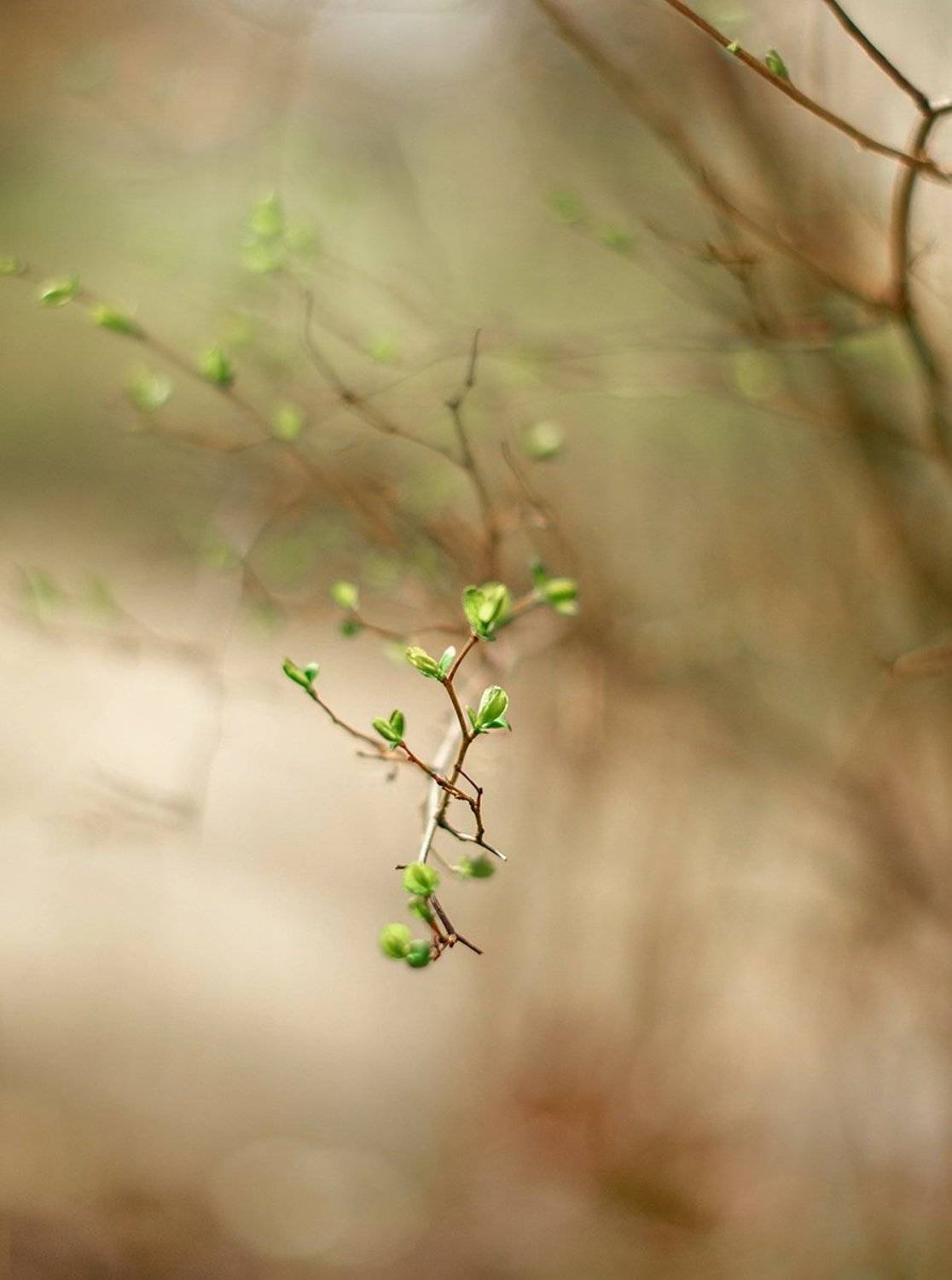 , Чернякова Анна