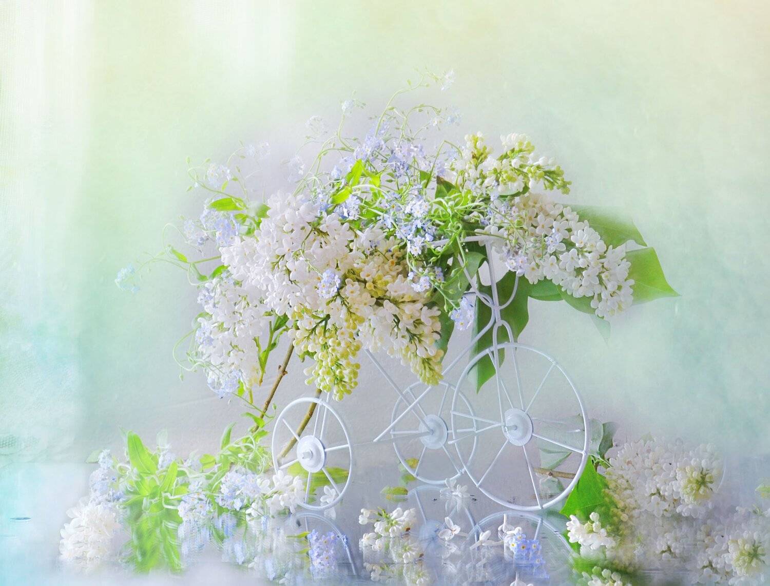 still life,натюрморт, цветы, фото натюрморт, отражение, незабудки, зеркало, весна, белая сирень, апрель, Колова Валентина