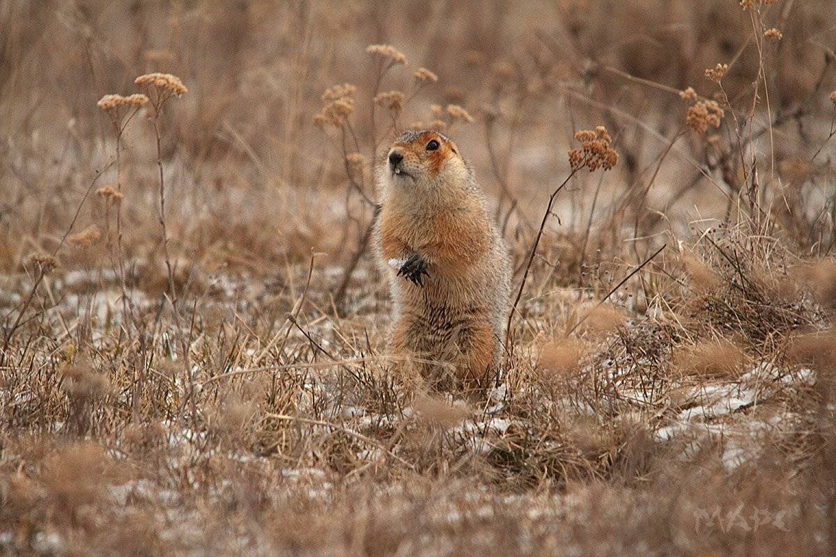 животные суслик апрель весна, Шангареев Марс