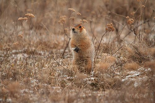 А весна то  где?