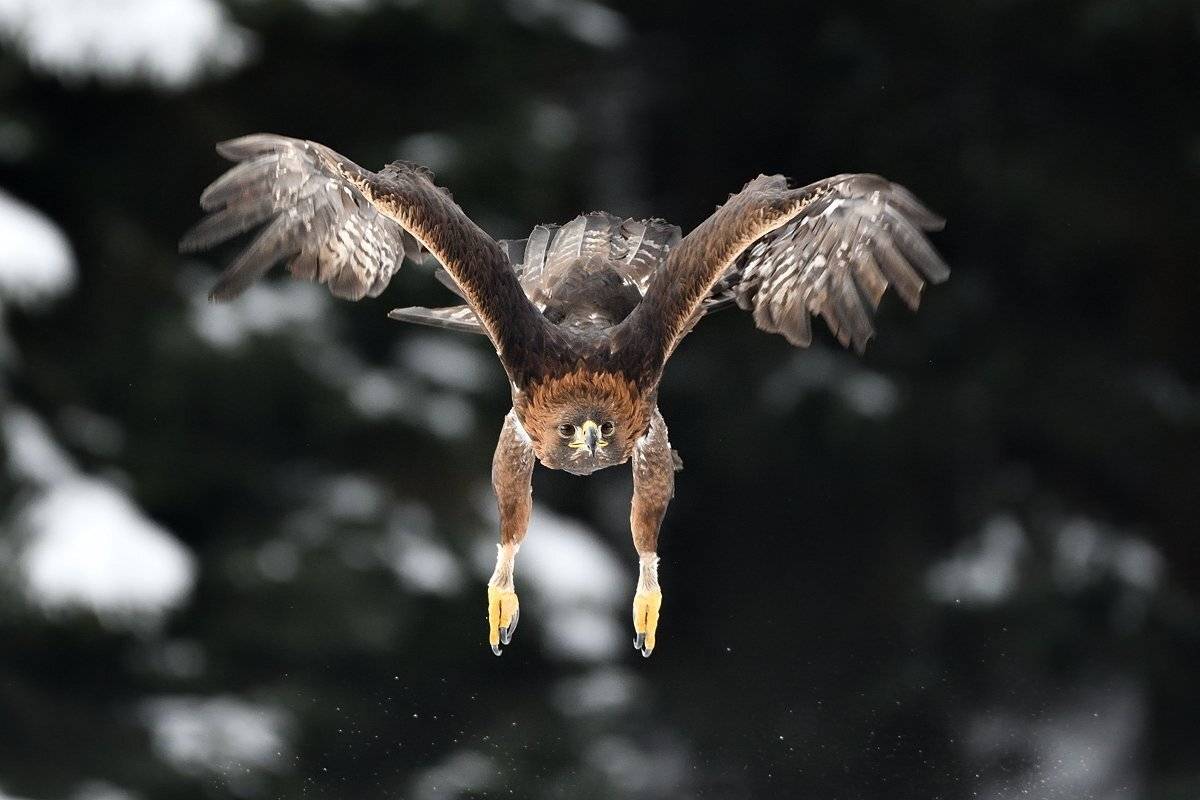 bird animal aquila chrysaetos raptor hunter predator hawk fly flying flight majestic elegance elegant noble stately sublime winter, Jaroslav Mego