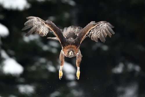 Golden eagle