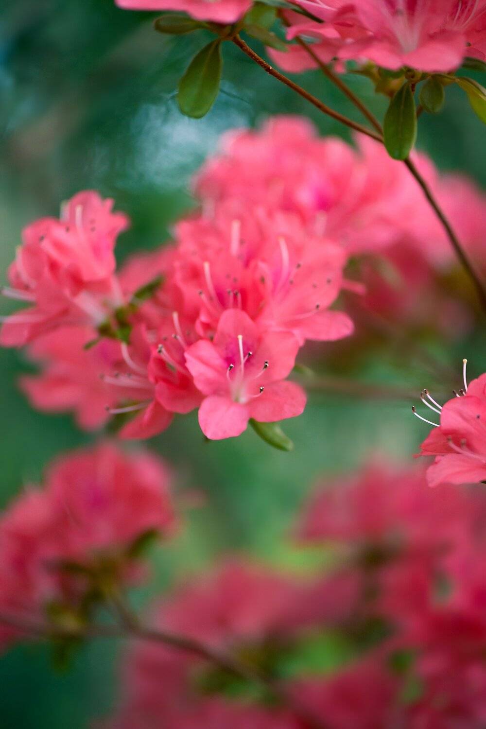 , Анастасия Добровольская