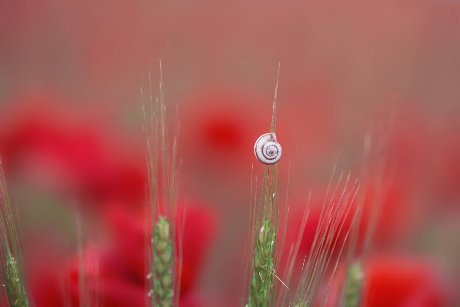 , Анастасия Добровольская