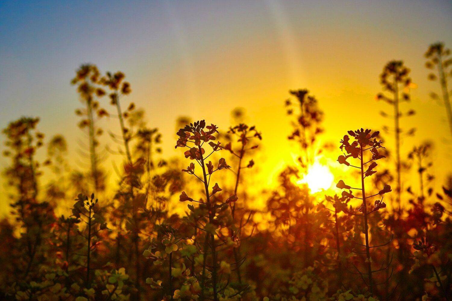 , Kostadin Momchilov