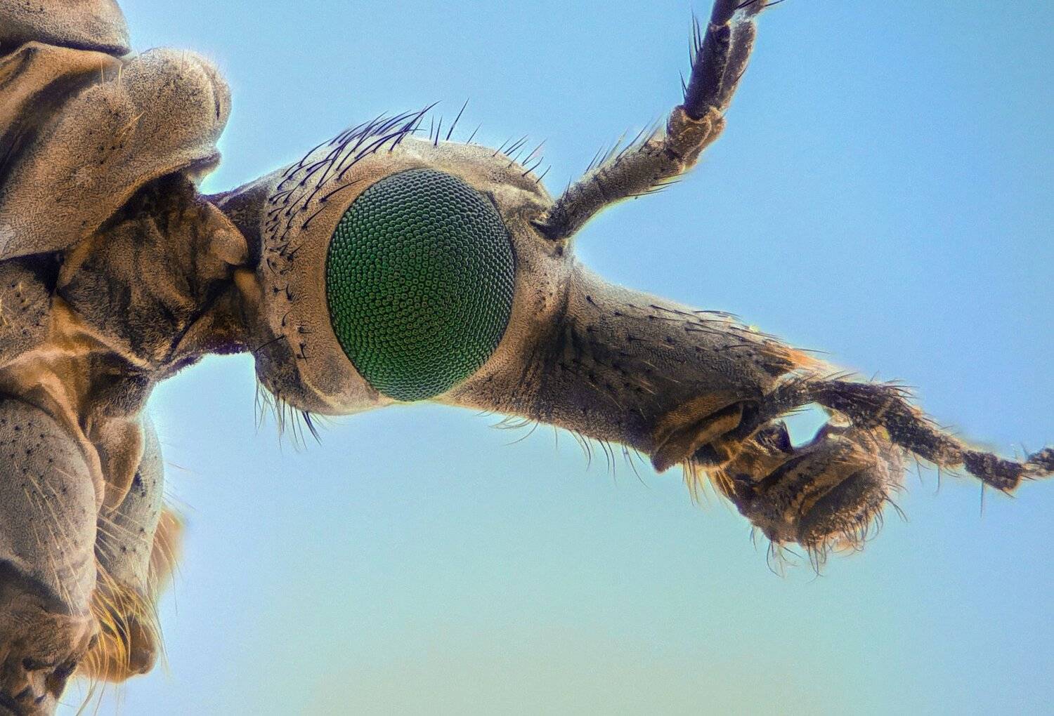 Автор: Tsvetan Ganev ceclii, macro, extrememacro, Tsvetan Ganev