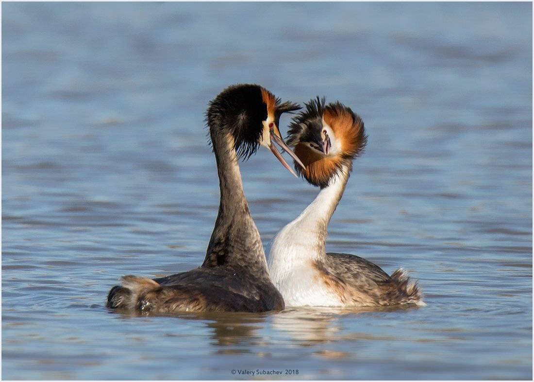 , Валерий Субачев