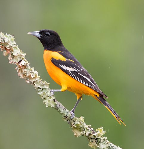 Baltimore Oriole. Балтиморская иволга или Балтиморский цветной трупиал