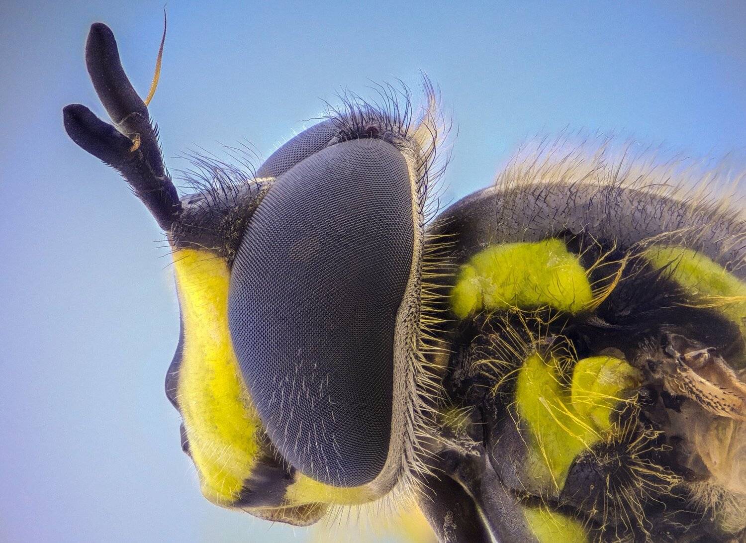 ceclii, macro, extrememacro, Tsvetan Ganev