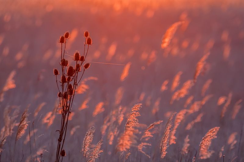 В первых лучах фото превью