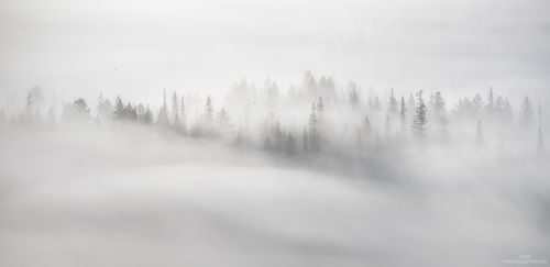 Укутанный Курай