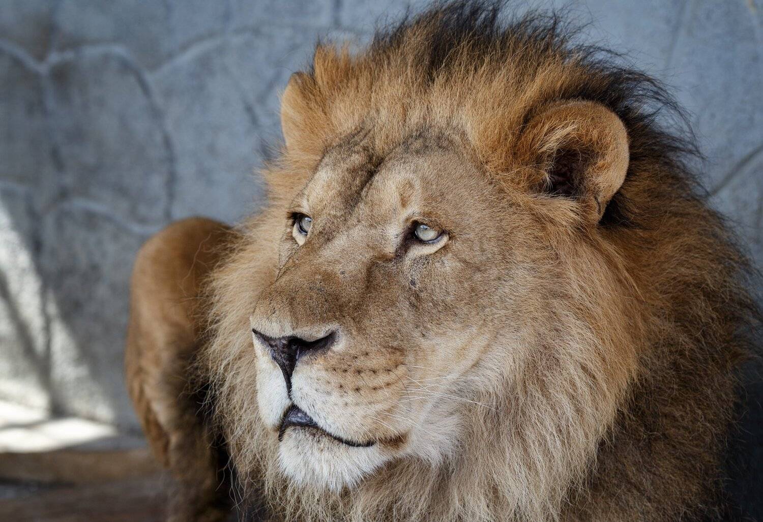 лев, Олег Богданов