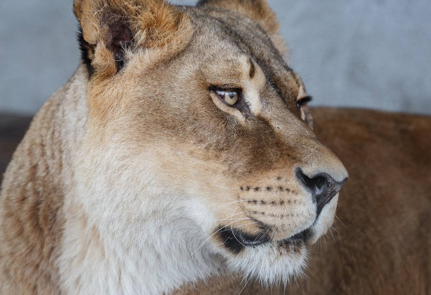 львица, Олег Богданов