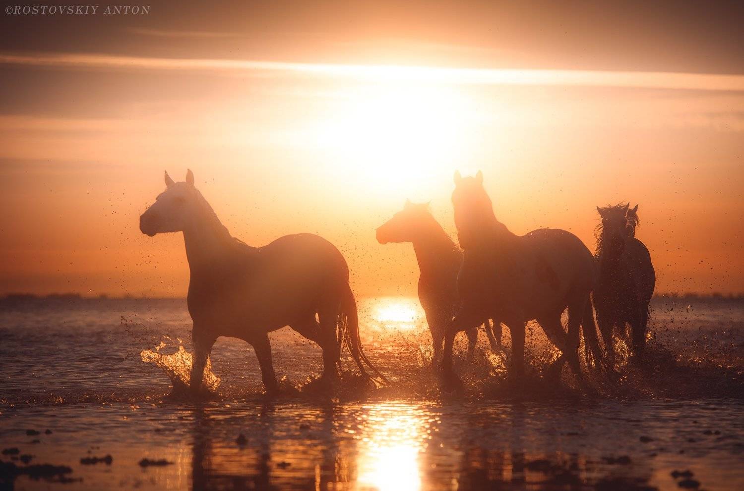 камарг, фототур, фотопутешествие, Франция, Camargue,, Антон Ростовский