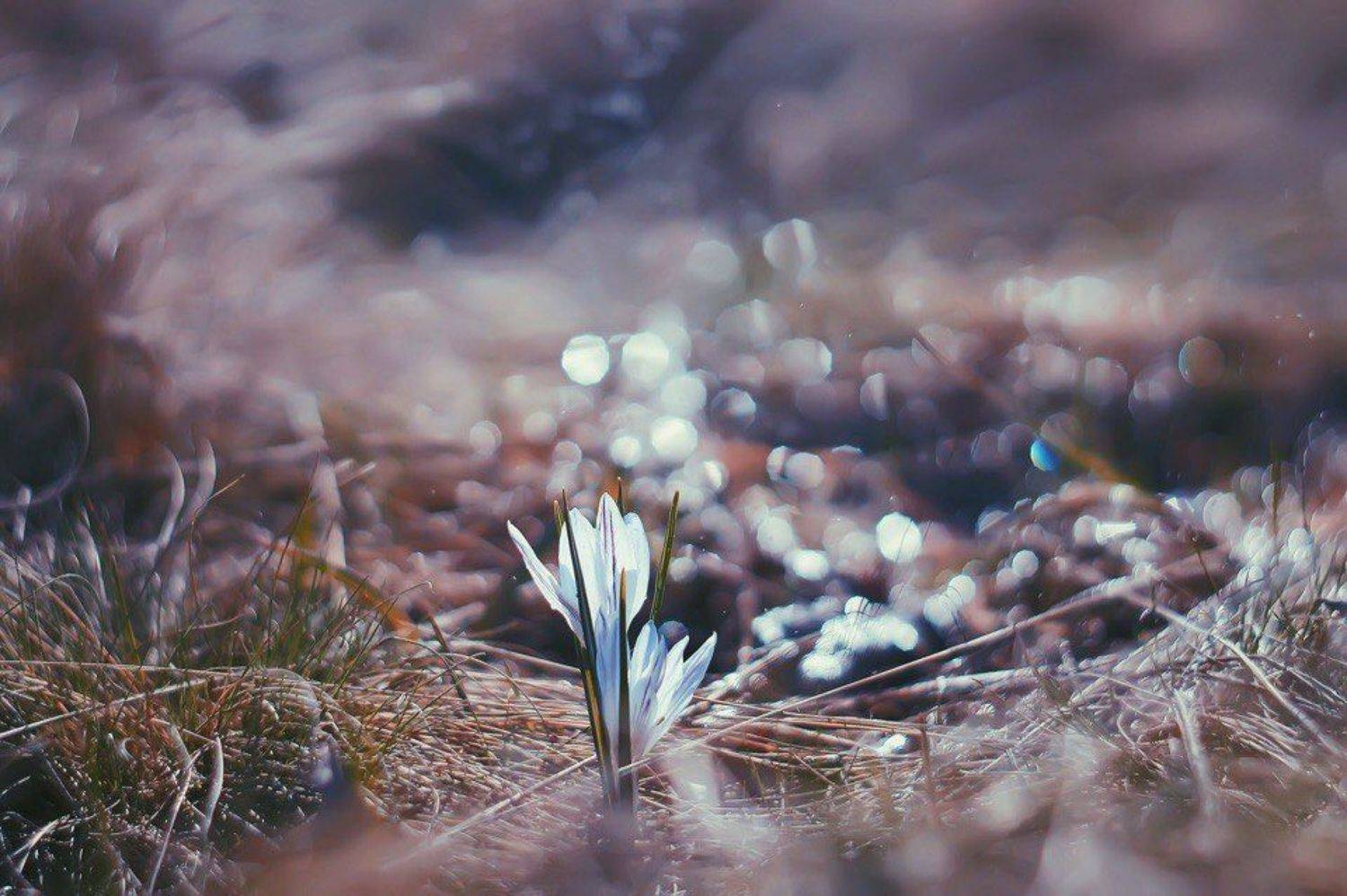 , Анастасия Колесникова