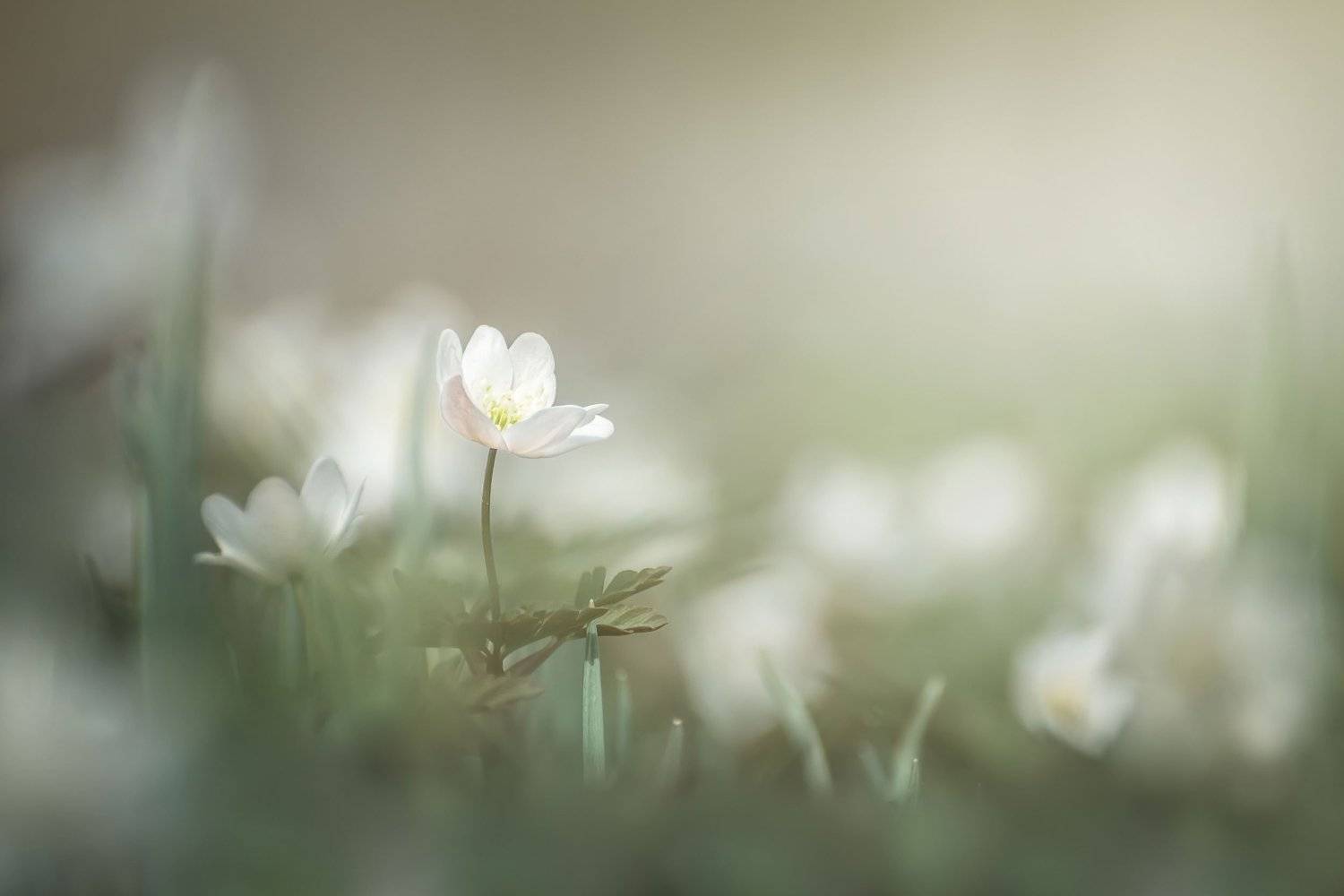 , Шинкарева Елена