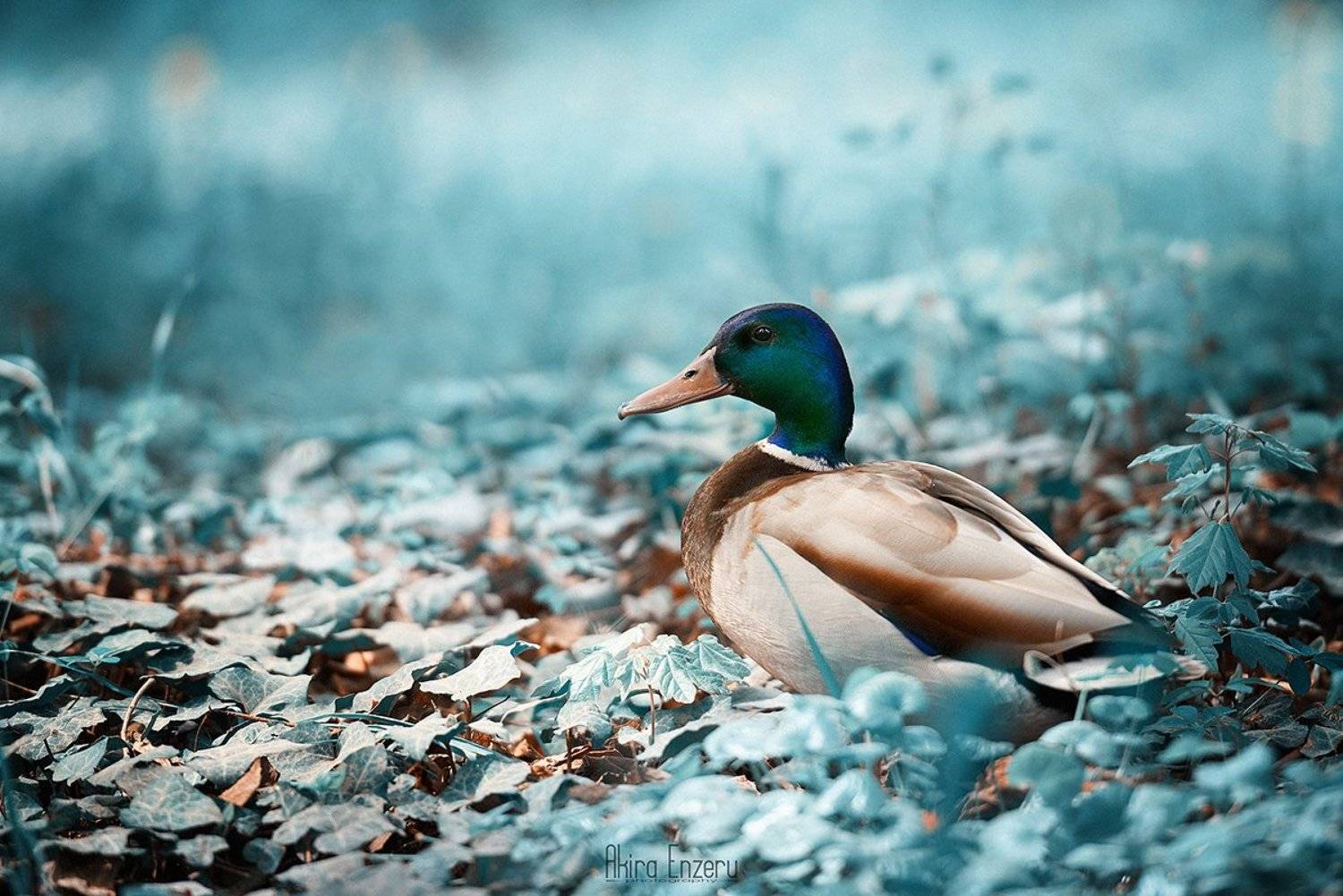 кряква, wild, duck, Enzeru Akira