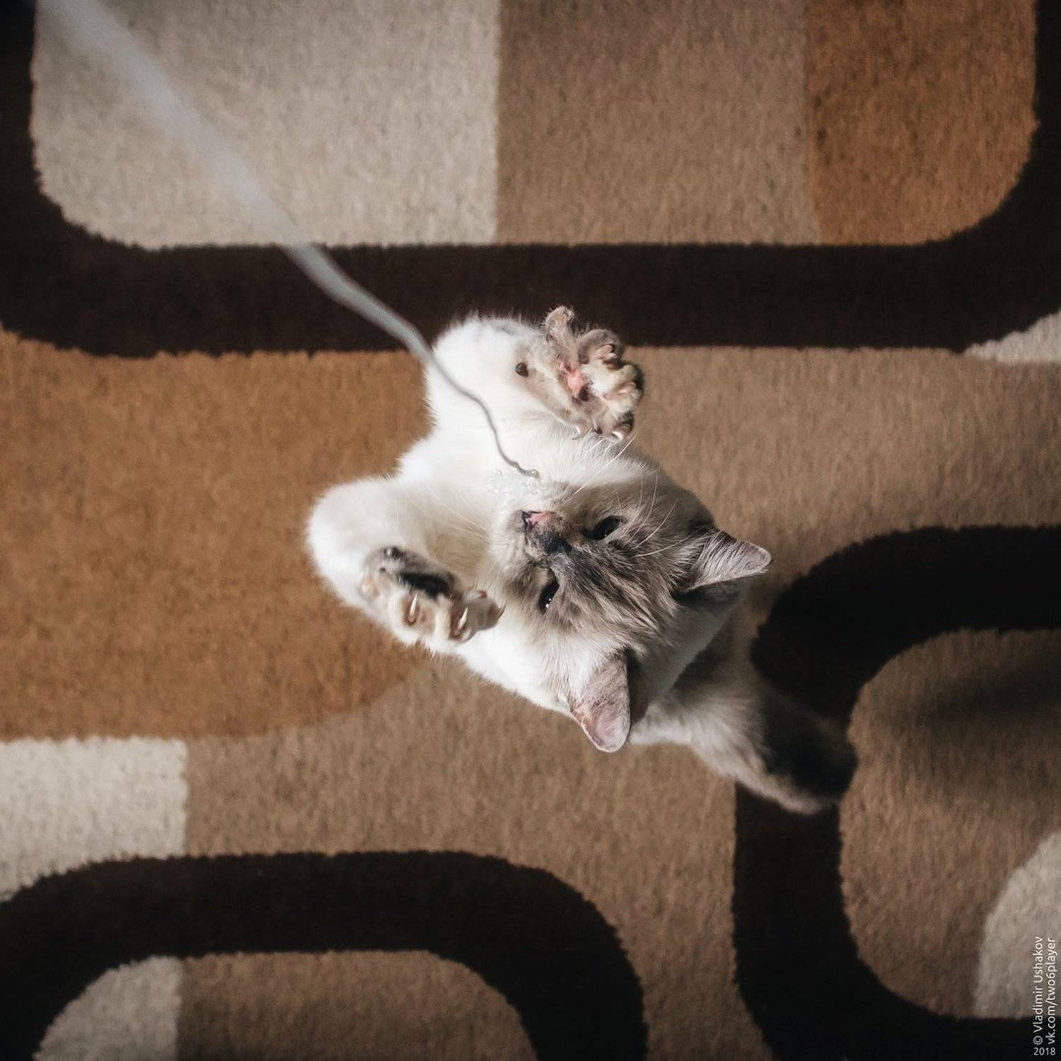 котенок, игра, Владимир Ушаков