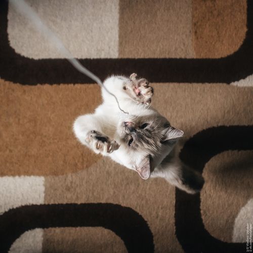 Kitten plays