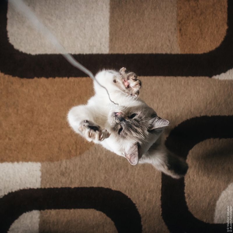 котенок, игра Kitten plays фото превью