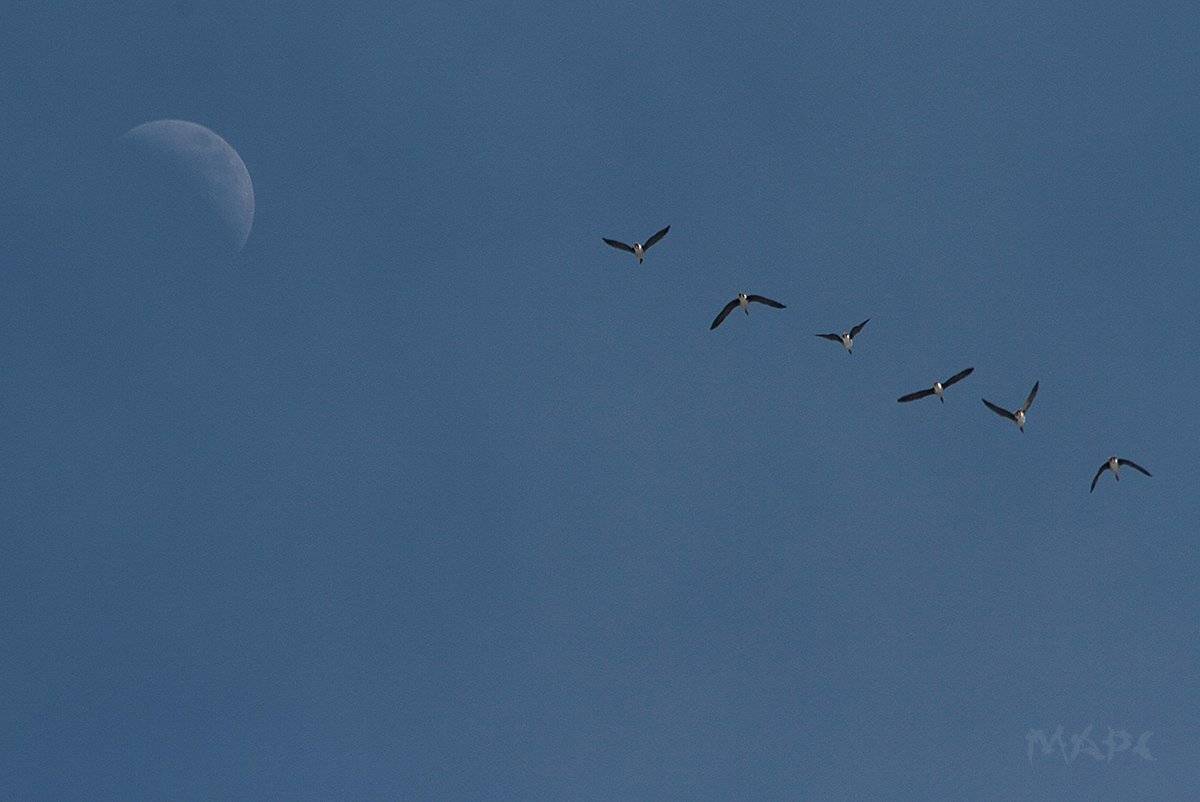 животные птицы гуси луна весна, Шангареев Марс