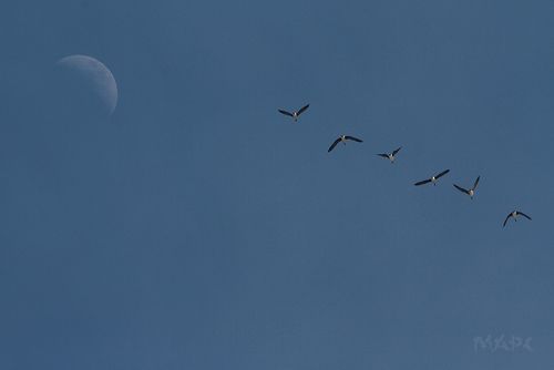 Полет к луне