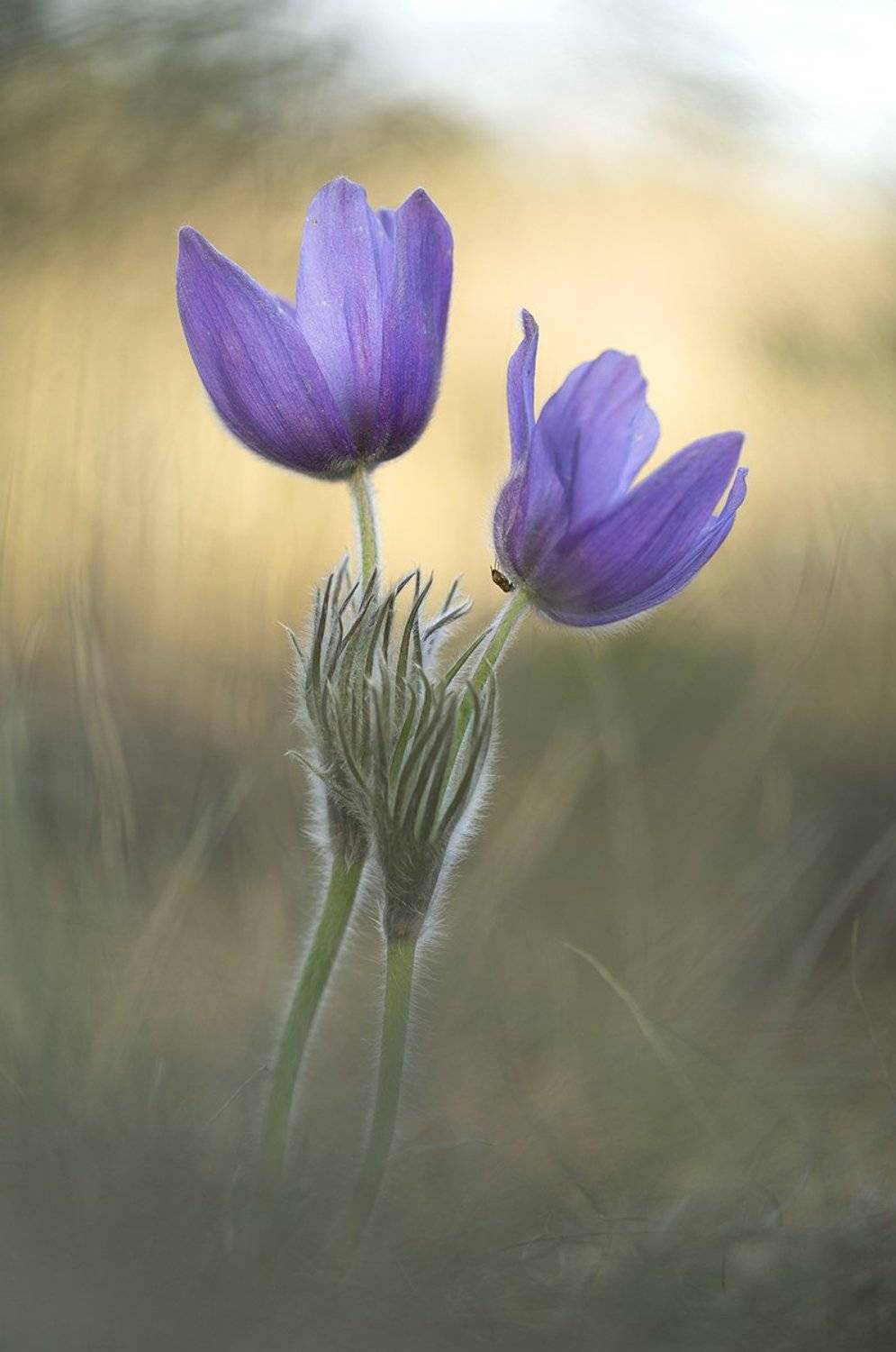 , Иваненко Светлана