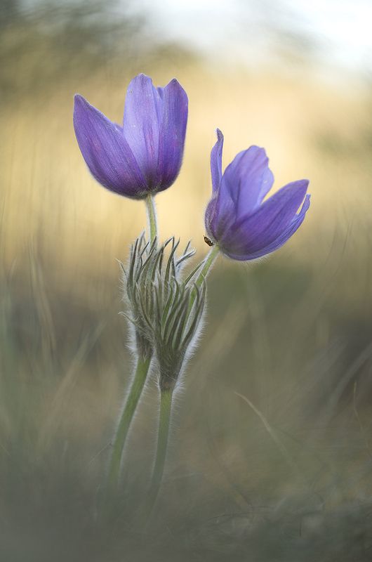 Воронежские прострелы фото превью