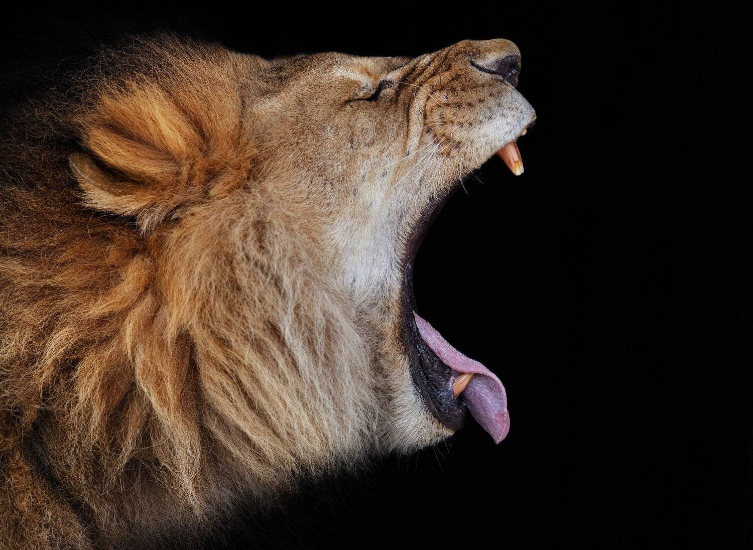 лев, дикий, природа, большие кошки, красивый, Олег Богданов