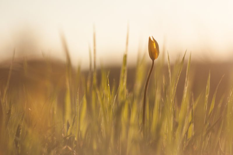 тюльпан, природа, макро, цветы, природа Тюльпаны Биберштейна фото превью