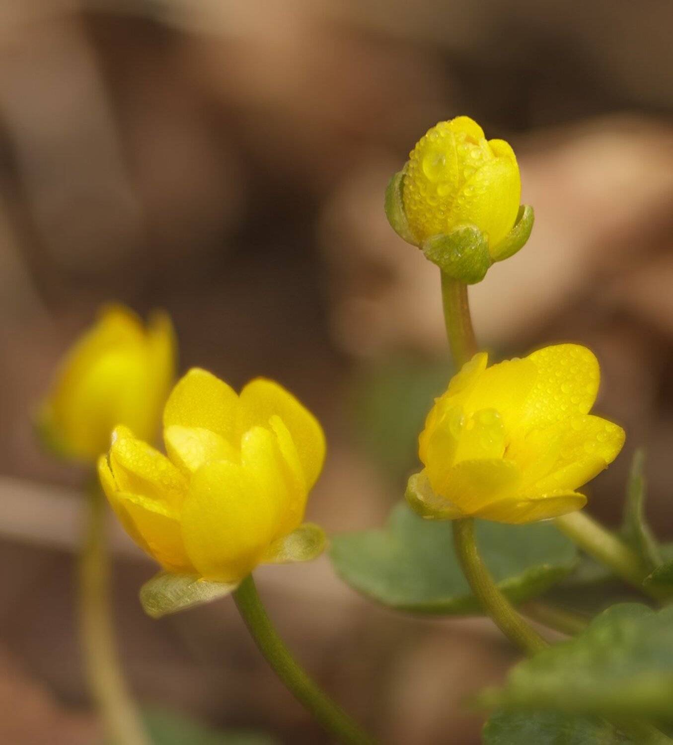 , Николай Андреев