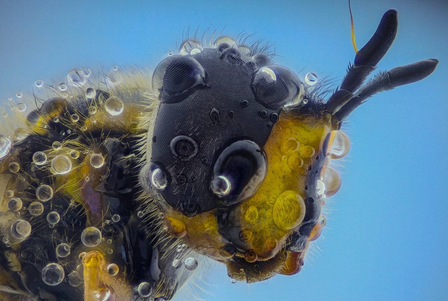 Автор: Tsvetan Ganev ceclii, macro, extrememacro, Tsvetan Ganev