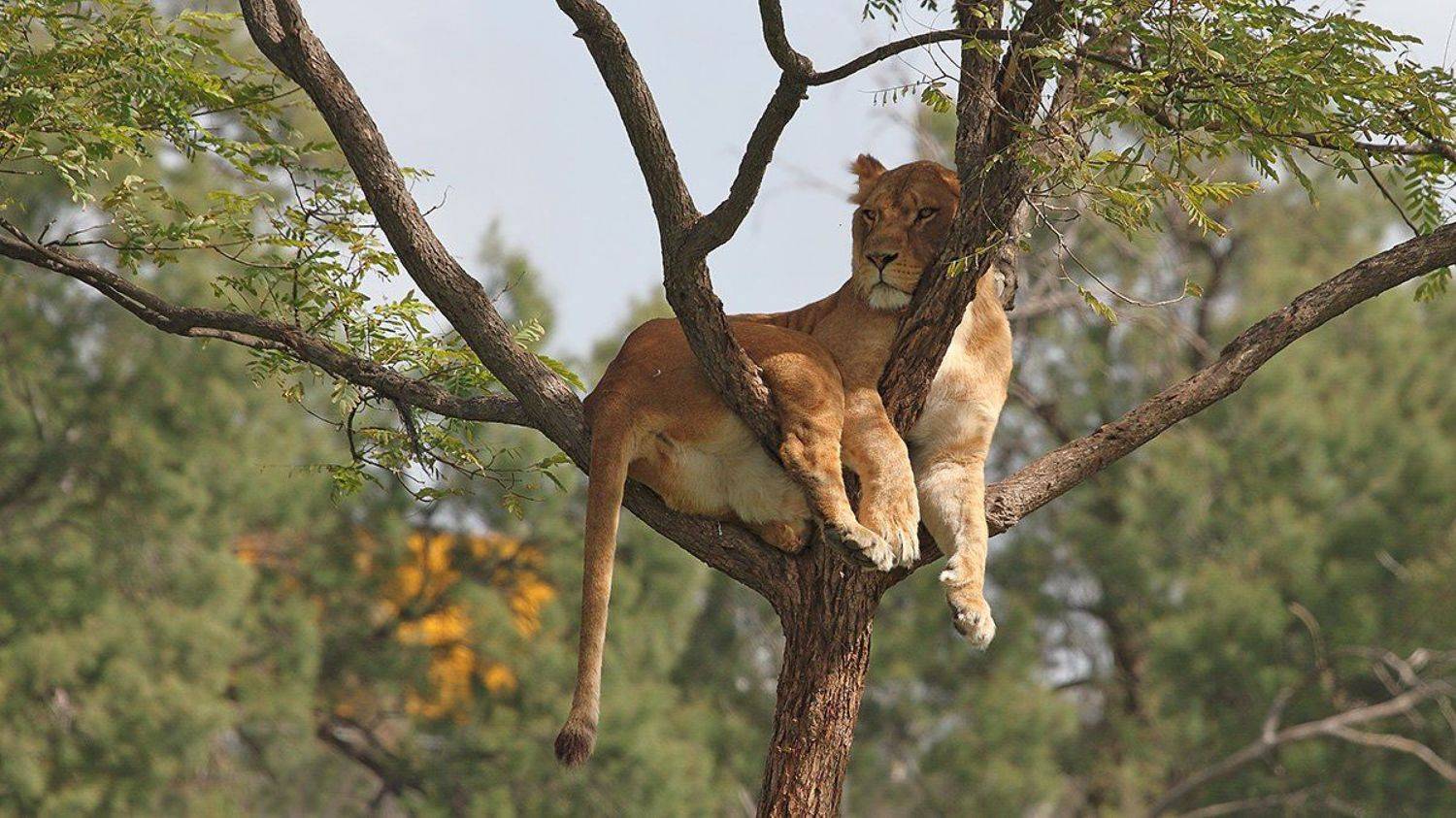 animals, lion, lioness, resting, 7d, 400mm, животные, львица, Yuri Gomelsky