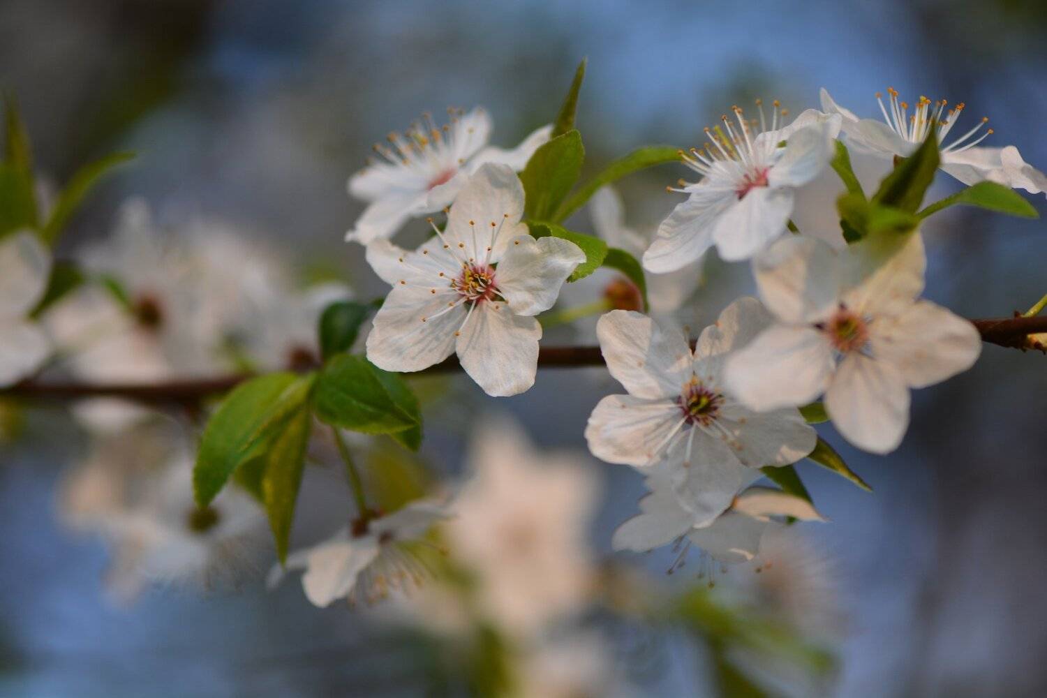 , Юрий Пужалин