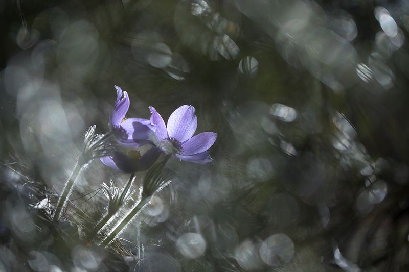 воздушные сны фото превью