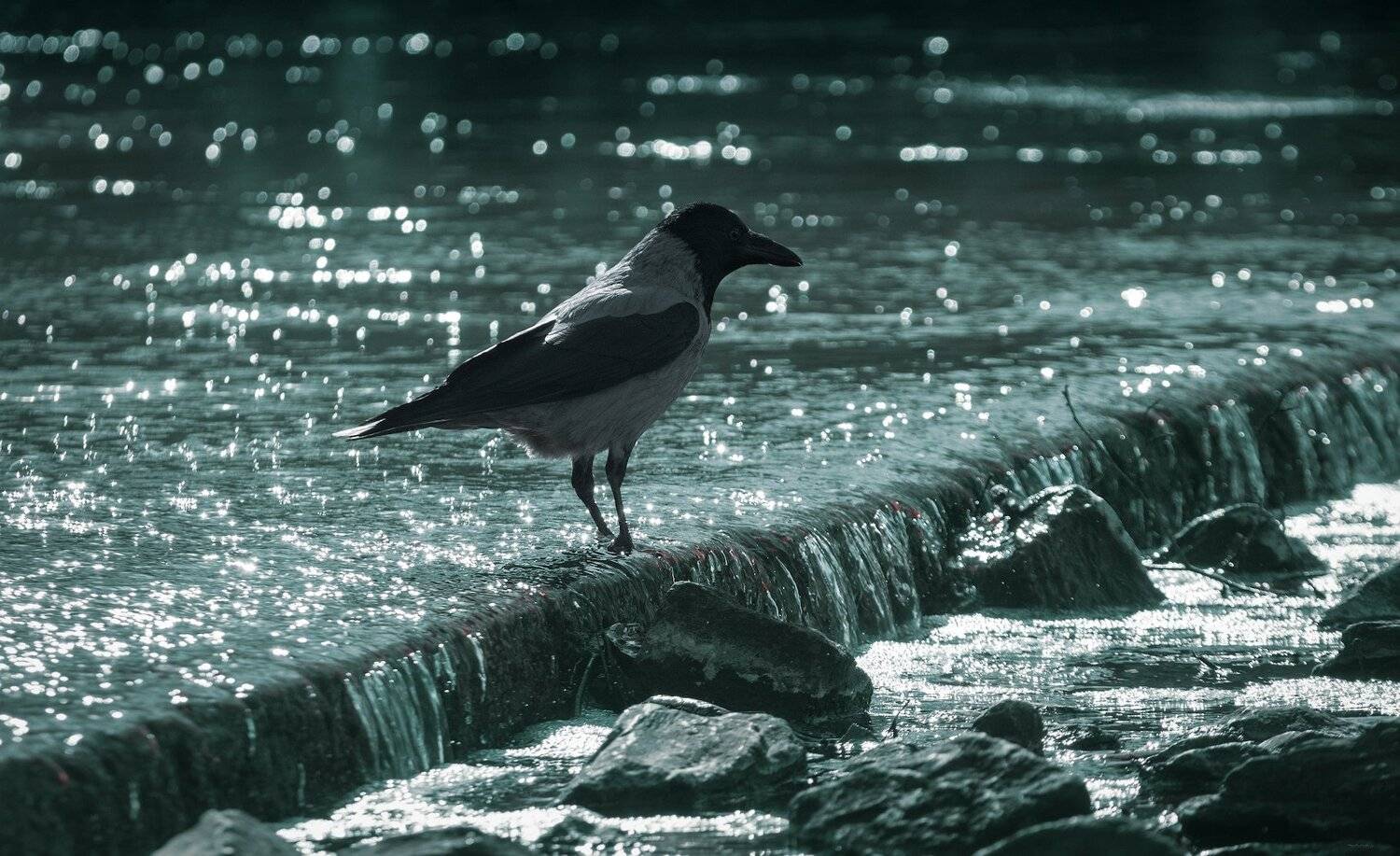 природа, лес, животные, птицы, Дмитрий Посевич