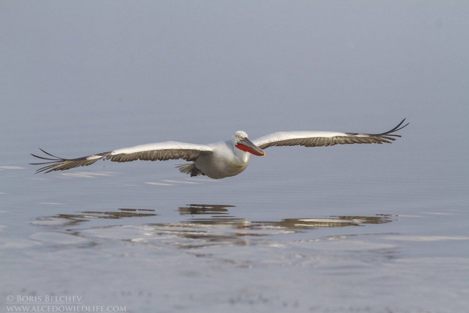 , Борис Белчев