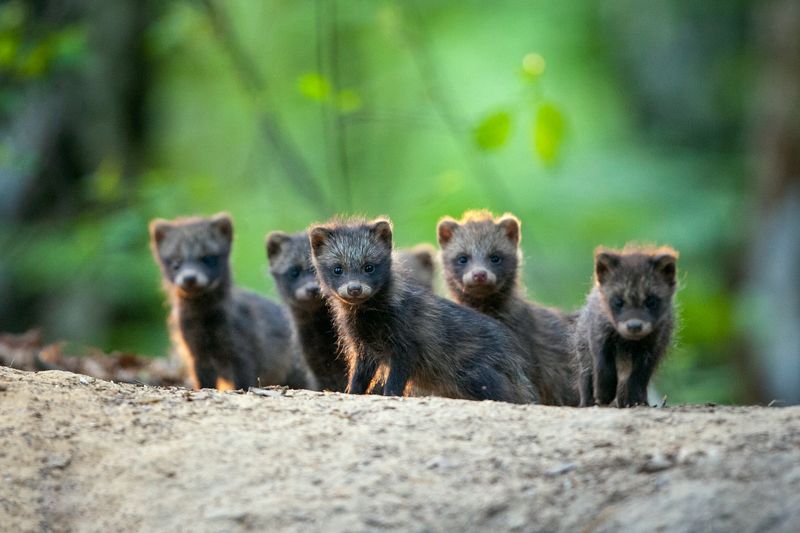 wildlife, animals, woods, forest, burrow, poland, Raccoon dogs фото превью