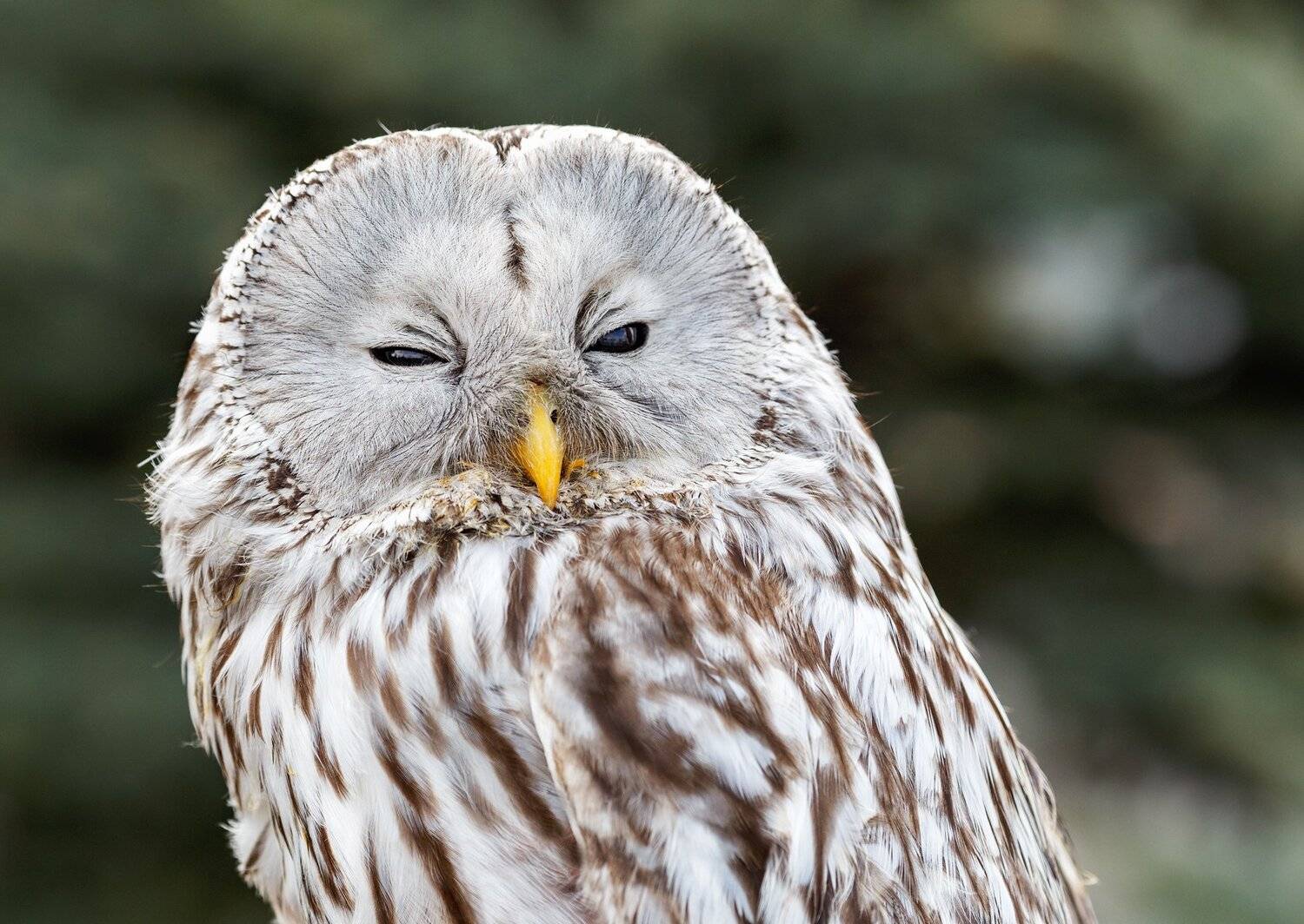 неясыть длиннохвостая, Олег Богданов