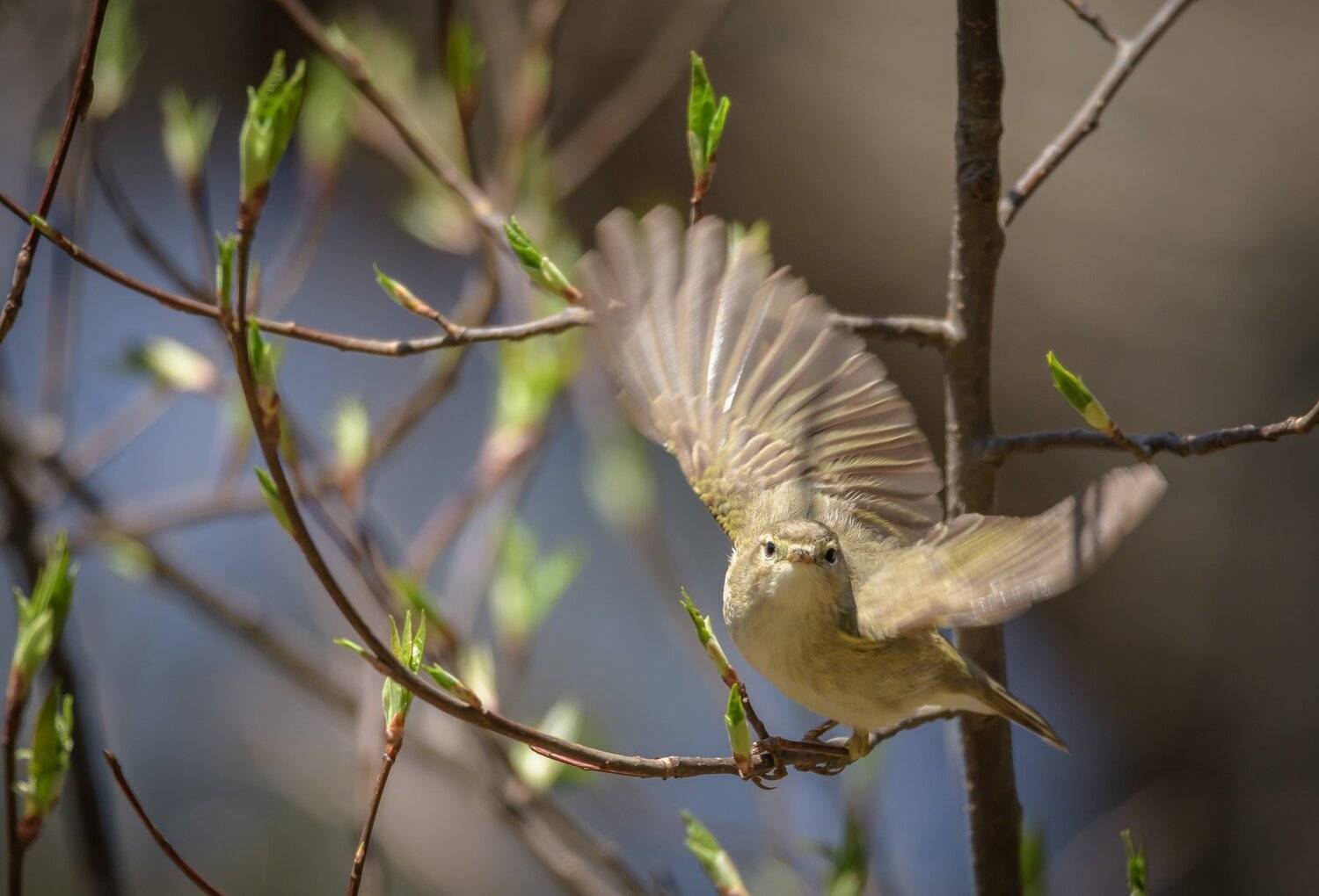 phylloscopus collybita, пеночка-теньковка, пеночка кузнечик, пеночка, птица, крошка, весна, апрель, тень-тень, вестница весны, почки, молодые листочки, крылья, момент, взлёт, Ксения Соварцева