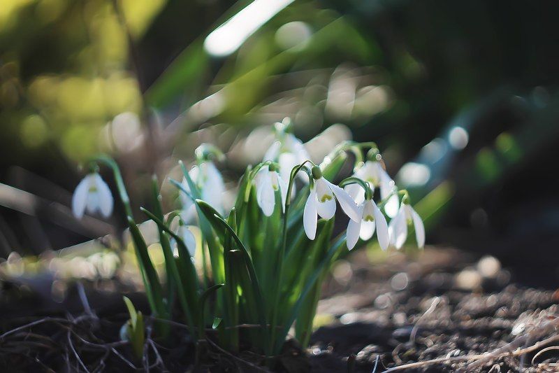 *** фото превью