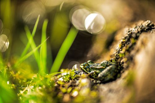 Little frog